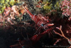 Rhynchocinetes durbanensis