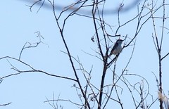 Sitta europaea albifrons