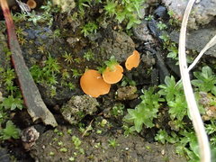 Pulvinula tetraspora