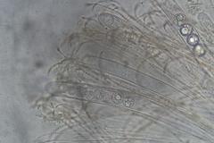 Pulvinula tetraspora