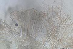 Pulvinula tetraspora