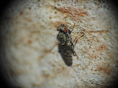 Cairnsimyia