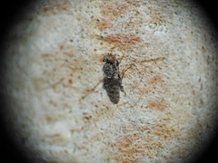 Cairnsimyia