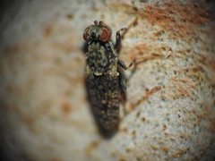 Cairnsimyia