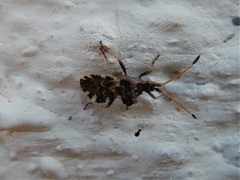 Centrocoris variegatus