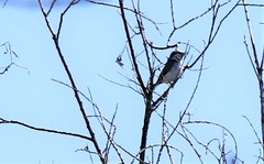 Sitta europaea albifrons