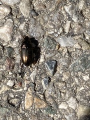 Carabidae