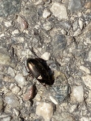 Carabidae