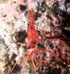 Rhynchocinetes durbanensis