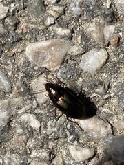 Carabidae