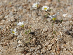 Linanthus inyoensis