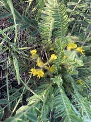 Astragalus buchtormensis