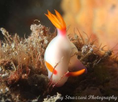 Hypselodoris bullockii