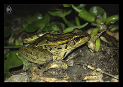 Lithobates brownorum
