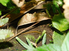 Sphenomorphus puncticentralis