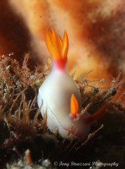 Hypselodoris bullockii