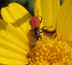 Malachius coccineus