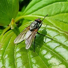 Muscidae