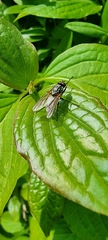 Muscidae