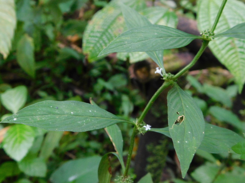 Spermacoce ocymifolia (Spermacoce ocymifolia)