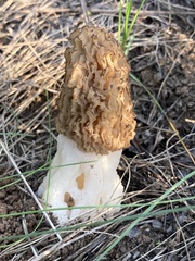 Morchella steppicola