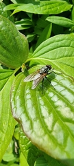 Muscidae