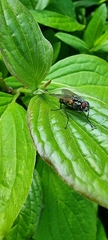 Muscidae