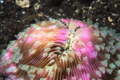 Lobactis scutaria