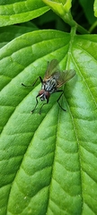 Muscidae