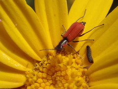 Malachius coccineus