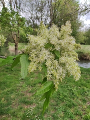 Fraxinus ornus
