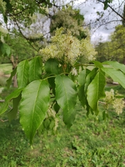 Fraxinus ornus