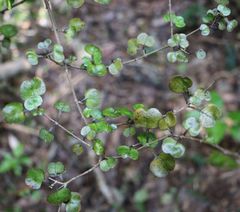Coprosma spathulata