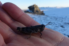 Sigaus australis