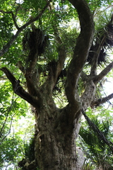 Dysoxylum spectabile