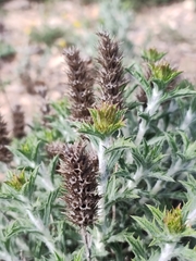 Sideritis spinulosa