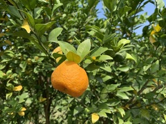 Citrus depressa