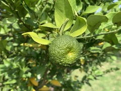 Citrus depressa