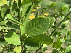 Citrus depressa