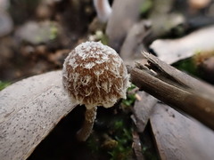 Psathyrella pennata