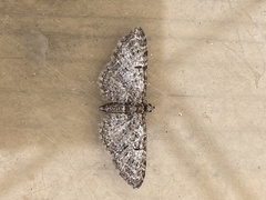 Eupithecia dodoneata