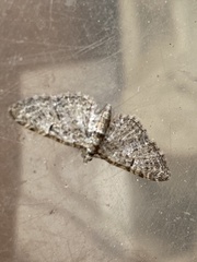 Eupithecia dodoneata