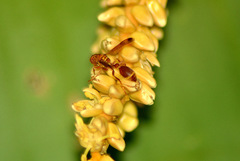 Ropalidia marginata