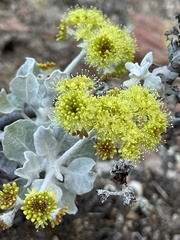 Eriogonum crocatum
