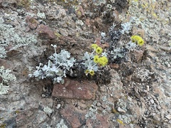 Eriogonum crocatum