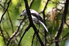 Pericrocotus cantonensis