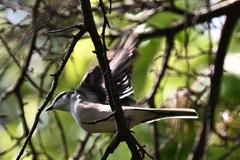 Pericrocotus cantonensis