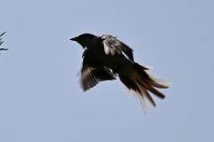 Pericrocotus cantonensis