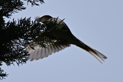 Pericrocotus cantonensis