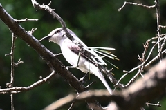 Pericrocotus cantonensis